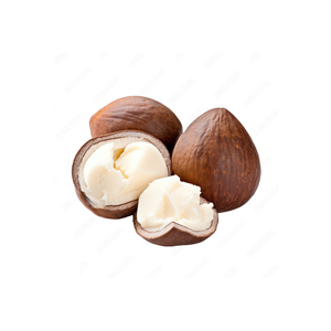 High Quality Shea <b>Nut</b> for Wholesale for Natural Product Manufacturers in Bulk Packaging - Product Image 3
