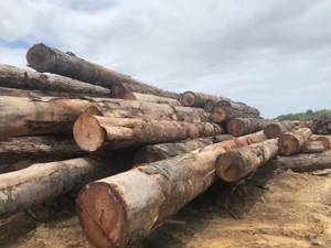 Journaux Ipe pour poutres et poteaux Journaux Ipe pour l'exportation mondiale de bois Ipe pour diverses applications - Product Image 6