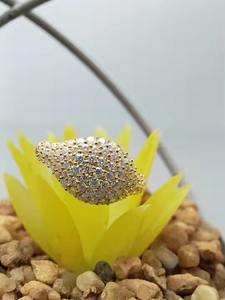 Anillo de compromiso de oro de 14K amarillo 18k de lujo personalizado para mujer, diamantes cultivados en laboratorio naturales para niñas - Product Image 4