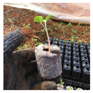 Desbloquea el éxito de la jardinería con Coir Jiffy: pellet de turba de coco de Vietnam para el crecimiento y la agricultura de plantas simples y naturales - Product Image 1
