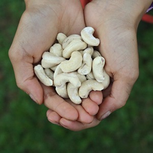 Mejor Precio en Nueces de Anacardo Frescas, Naturales y Saludables para Consumo Diario, Suministro a Granel para Negocios de Alimentos, Exportación y Venta al por Mayor - Product Image 1