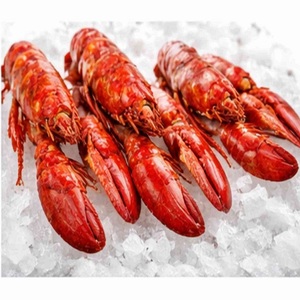 Langosta Congelada de Primera Calidad para Restaurantes e Importadores - Product Image 4