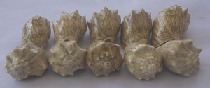 Bijoux en coquillages de SEASHELL, coquille naturelle polie Cymbiola Aulica, petite taille, avec motif de coquillage, style animal, œuvre d'art - Product Image 4