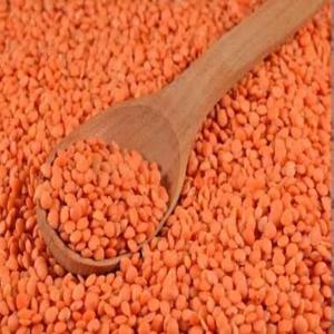 Lentilles rouges de qualité alimentaire Masoor Dal |   Pulses indiennes en gros |   Lentilles riches en protéines de qualité export à vendre - Product Image 1