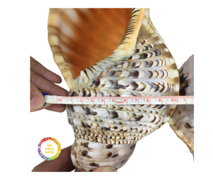 Vibrantes conchas marinas a granel a precios competitivos Suministro de calidad de un proveedor de confianza de Vietnam para proyectos de manualidades y decoración del hogar - Product Image 1