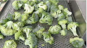 Brócoli Verde Congelado IQF Premium de Vietnam |   Cosecha Fresca |   Suministro para Exportación a Granel - Product Image 4