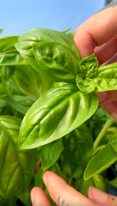 Pack Biologique <span class=keywords><strong>Mars</strong></span> pour Plantes Légumières et Fruitières Pot de Terrarium Écologique Design Suspendu Style Moderne pour Utilisation Intérieure et Extérieure - Product Image 5