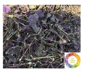 Feuilles de périlla séchées de haute qualité à vendre: feuilles de périlla séchées de qualité supérieure à Shiso & Britton vert pur à des prix abordables - Product Image 2