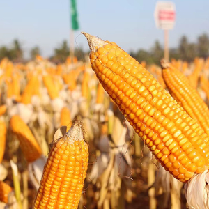 ข้าวโพดเหลืองคุณภาพสูง ราคาประหยัด จัดส่งรวดเร็ว - Product Image 1