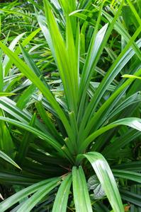FEUILLES DE PANDAN CONGELÉES DE HAUTE QUALITÉ/SAVEUR NATUREL/UTILISATION DANS L'INDUSTRIE ALIMENTAIRE/EMBALLAGE EN VRAC - Product Image 3