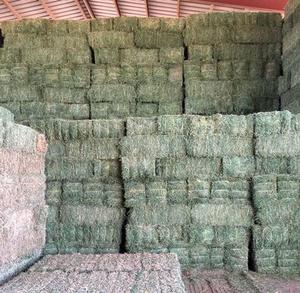 Hayon de luzerne de qualité 100% disponible/hayon de luzerne pour l'alimentation des animaux - Product Image 1