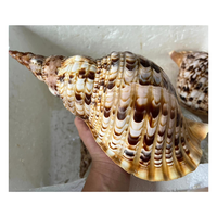 Coquilles de conque de trompette Triton polies coquille de reine pour décor d'instrument-Top grenouille Murex coquillages du Vietnam