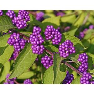 Callicarpa Marcrophylla (Priyangu) <b>Plant</b> Extract - Product Image 1