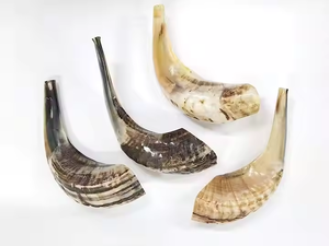 Shofar en corne naturelle polie authentique, fait à la main, toucher réel, taille personnalisée moderne pour instrument, par Crescent Crafts - Product Image 2