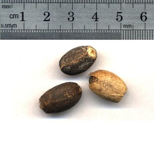 เมล็ดจatropha แห้ง100% - Product Image 6