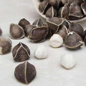 Graines de Moringa séchées naturelles à vendre, thé aux graines de Moringa, produit agricole - Product Image 4