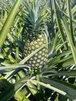 Hoge Kwaliteit Md2 Ananas Zoet En Vers Geëxporteerd Naar Eu Usa Japan-Beste Prijs Heerlijk Fruit/Anna Do Vilaconic