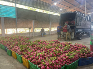 Beste prijs Superverse Witte Dragon Fruit Biologisch Global GAP Vietnam Oorsprong Tropisch Fruit Export Hoge Kwaliteit 60 dagen