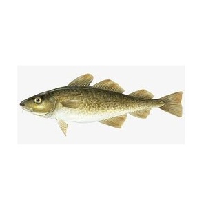 Meilleure Qualité de Morue d'Atlantique Fraîche / Filets de Morue Fraîche en Gros pour Exportation - Product Image 4