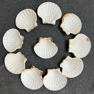 Coquilles de pétoncles en gros, coquillages naturels pour la décoration de la maison, l'artisanat et la décoration de table de restaurant - Product Image 5