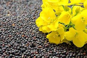 Usine meilleur prix graines de colza/graines de canola/colza avec livraison rapide - Product Image 6