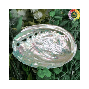 Nguyên Liệu Tự Nhiên Bào Ngư Vỏ Cho Sáng Tạo Trang Trí Nội Thất Thủ Công Mỹ Nghệ Cung Cấp Seashell Handmade Nghệ Thuật Thủ Công Tự Nhiên Seashell Số Lượng Lớn Màu Xanh - Product Image 4