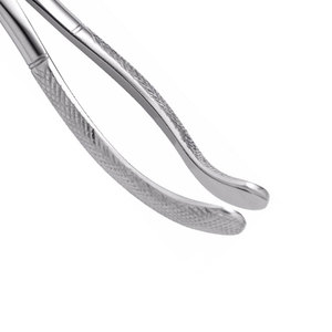 Fórceps de extracción dental con acabado satinado No. 150 y 151 Fórceps manuales de cirugía oral con mango curvo dentado - Product Image 6