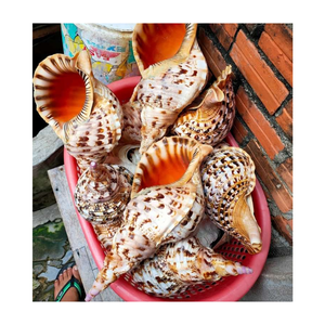 Giant Queen Snail Shell - 100% Natural <b>Trumpet</b> Triton Charonis Tritonis <b>for</b> Decoration Craft, Hot <b>Sales</b> <b>Trumpet</b> Snail Shell - Product Image 6