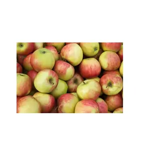 ドイツからの卸売メーカーとサプライヤー新鮮なフルーツJonagold Apple Fruits高品質安い価格
