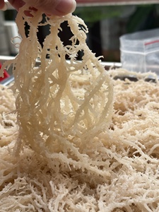 Algas marinas blancas secas Cottonii, suministro a granel natural limpio para alimentos Pharma, calidad de exportación de origen de Vietnam - Product Image 2