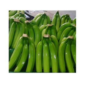 Bananes fraîches Cavendish de Banana Export Company originaires du Vietnam-Bananes biologiques vertes fraîches de 99 Gold Data Vietnam - Product Image 5