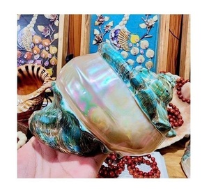 Turbo Seashell Accesorios artesanales hechos a mano Conchas pulidas Fabricación de joyas DIY Decoración a granel Venta al por mayor Exportación Proveedor internacional - Product Image 1