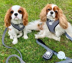 เสื้อกั๊กป้องกันการแตกเชือกสำหรับสุนัขพร้อมสายรัดสำหรับสัตว์เลี้ยงลายเท็ดดี้ - Product Image 6