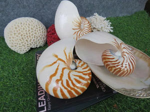 Concha de Nautilus con Cámara de Tigre Lista para Proyectos de Manualidades, Marcas de Arte Costero y Cumplimiento de Pedidos de Exportación de Regalos - Product Image 2