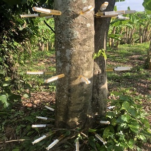 Découvrir la valeur Huile essentielle de bois d'oud en vrac de haute qualité Votre produit naturel - Product Image 6