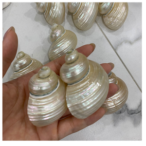 เปลือกหอยเทอร์โบสีเบอร์เวกส์ขนาด4-6ซม. เปลือกหอยโอเชี่ยนธรรมชาติขัดเงาสำหรับเครื่องประดับ DIY งานฝีมือและการออกแบบตกแต่งภายใน - Product Image 5