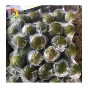 Dracontomelon Congelado, Fruta Sau Congelada IQF, Dracontomelon Entero Congelado, Fruta Culinaria Ácida Natural para Bebidas Refrescantes y Alimentos - Product Image 1