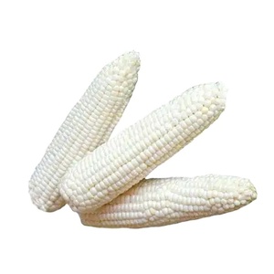 Maíz blanco sin OGM y maíz blanco para alimentación humana y animal Maíz blanco seco/Maíz - Product Image 1