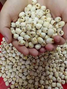 Graines de lotus blanc, fournisseur en gros d'exportation de graines de lotus blanc avec contrôle d'usine garantissant une qualité uniforme - Product Image 2