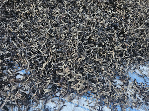 Champignons noirs séchés, oreilles de bois, soigneusement sélectionnés pour la cuisine asiatique, service de restauration et exportation en gros - Product Image 4
