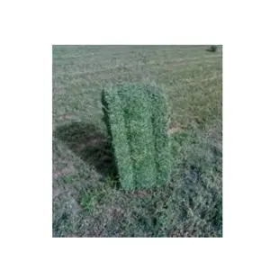 Alfalfa Hay Animal Feeding properly cured baled & stored to ensure the highest leaf to stem ratio & optimal moisture