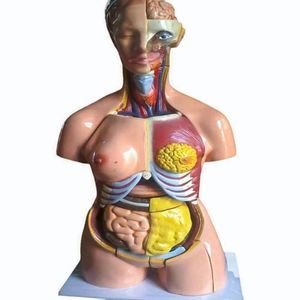 Modelos Anatómicos de Patología de PVC para Entrenamiento en Ciencias Médicas para Escuelas y Hospitales - Product Image 2