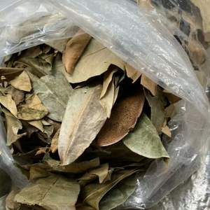 Hojas de Guanábana Premium Hojas de Guanábana secas naturales-Hojas de Guanábana secas orgánicas naturales Hojas de Guanábana orgánicas - Product Image 2