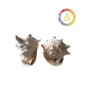 Concha decorativa disponible a gran precio Producto de calidad de 99 Gold Data - Product Image 2