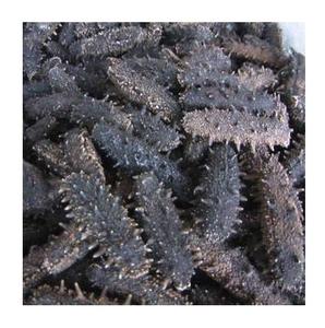 Pepinos de Mar Secos de Primera Calidad, Blancos, con 2 Años de Vida Útil, Disponibles en Grandes Cantidades con Empaque Personalizado, al Mejor Precio - Product Image 1