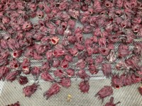 CALYX ROUGE D'HIBISCUS SÉCHÉ NATUREL/INGRÉDIENT ALIMENTAIRE ET BOISSON DE QUALITÉ SUPÉRIEURE/PRODUIT DE QUALITÉ D'EXPORTATION