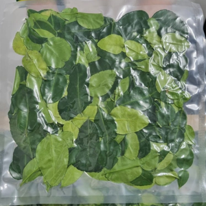 Feuilles de citron vert congelées du Vietnam, goût pur, parfait pour la cuisine asiatique - Product Image 1