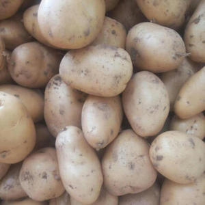 Patatas Frescas de Nueva Cosecha de China, Patatas Frescas de Primera Calidad, Altamente Nutritivas, Certificadas, Blancas y Rojas, Proveedor Mayorista - Product Image 3
