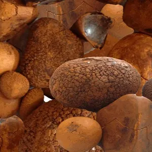 Natural Cow Gallstone supplier world-wide - Product Image 1