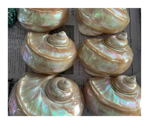 Bulk Natural Abalone Shells Raw Abalone Shell Smudging for Smudging <b>Sage</b> <b>Incense</b> - Product Image 1